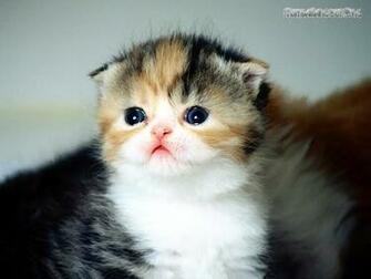Scottish Fold Re And Wallpaper Wallpoop The Site