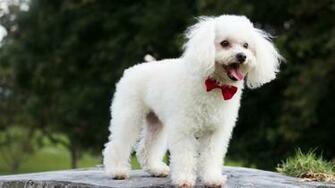 Poodle Cute Puppy Wallpaper Stream