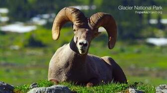 Bighorn Sheep HD Wallpaper