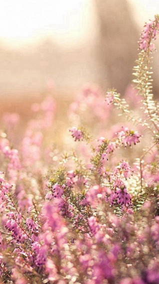 Nature Spring Bloomy Flowers Blurry iPhone 5s Wallpaper
