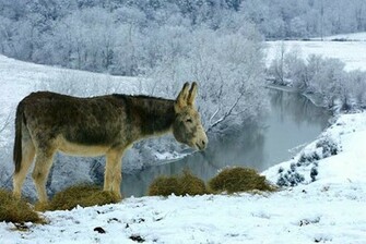 Animal Desktop Wallpaper Donkey