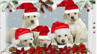 Puppy Christmas Wallpaper Image