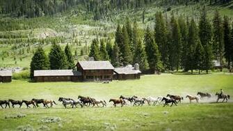 Horse Farm Wallpaper