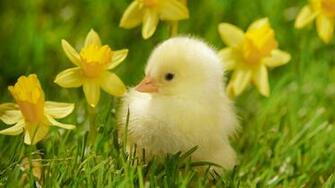 Spring Blooms Bird Desktop Image Wallpaper Size