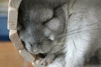 Chinchilla Wallpaper