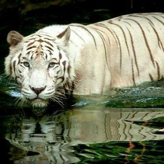 White Tiger Water Touch Live Wallpaper For Android
