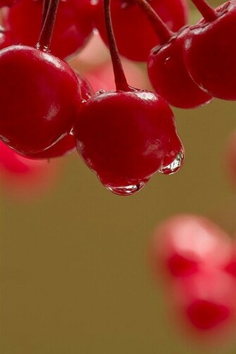 Red Color Fruits Wallpaper