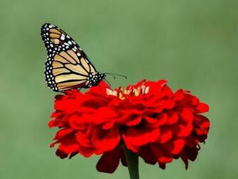 Butterfly Photos HD Desktop Wallpaper And Make This For Your