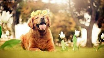 Golden Retriever HD Wallpaper