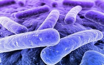 HD Bacterias Wallpaper