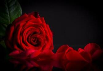 Red Rose Black Background Gallery Yopriceville High