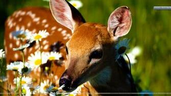 Petal Pusher White Tailed Deer Wallpaper