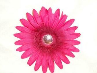 Hot Pink Gerber Daisy Wallpaper Creative Memes