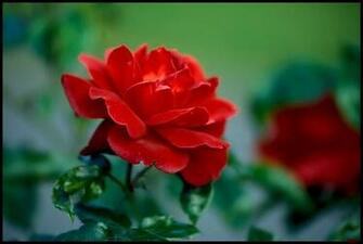 Send To Mobile Phone Flowers Wallpaper Num