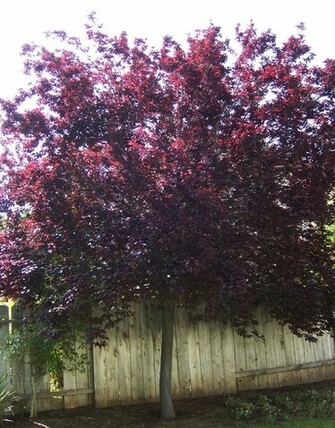 Minute Gardener Photo Purple Leaf Plum Tree Prunus Cerasifira