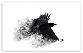 Crow HD Desktop Wallpaper Widescreen High Definition Fullscreen