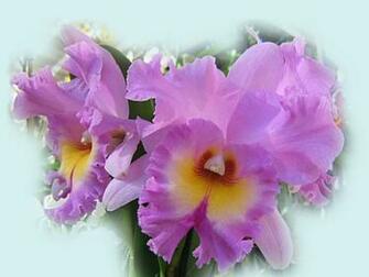 Beautiful Orchids Wallpaper