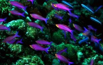 Beautiful Fish Wallpaper HD Topwallpaper