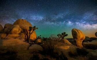 Joshua Tree HD Wallpaper Background Image