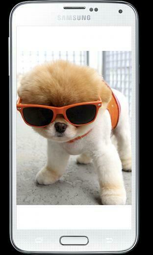 Boo Cutest Dog Wallpaper Apl Android Di Google Play
