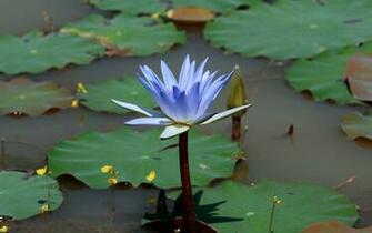 Water Lily Lotus Splendid Wallpaper HD