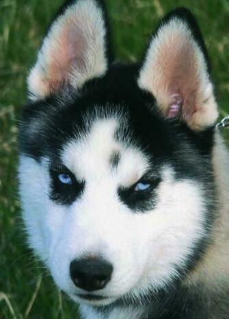 Siberian Husky Dogs Puppies