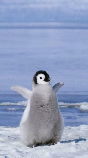 Penguin Wallpaper iPhone iPhonewallpaper Baby Penguins