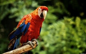 Macaw Parrot Wallpaper Animals Library