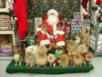 Christmas Pomeranians Pomeranian