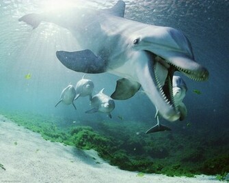 Dolphins Hawaii Pixels Wallpaper Tagged Fish