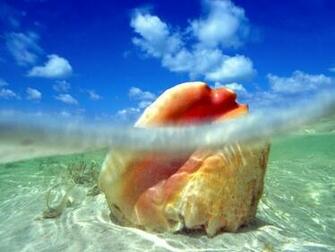 Desktop Background Animal Life Nature Bahamas Wallpaper