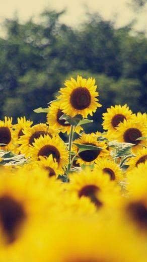 Wallpaper HD 1080p Flower Tecnologist iPhone X Sunflower