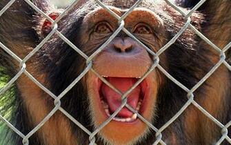 Monkey Monkeys Funny Humor Wallpaper