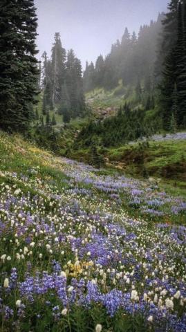 Moodboards Cottagecore Sy Nature Lockscreens Like Re If