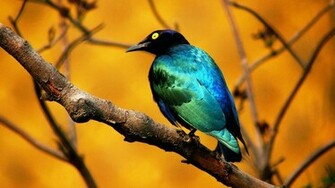 Blue Bird Wallpaper HD