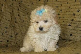 Westie Puppies Wallpaper Image Crazy Gallery