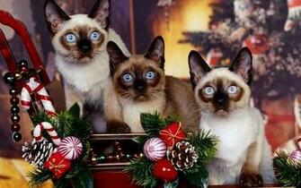Dog Christmas Wallpaper The Best