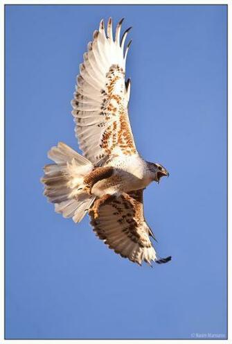 Ferruginous Hawk Vertical Wallpaper