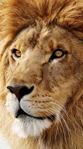 Lion iPhone Wallpaper