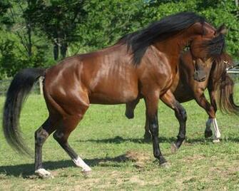 Wallpaper Arab Horse Image Crazy Gallery