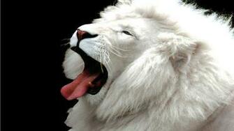 White Lions Wallpaper