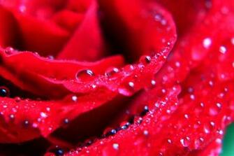 Desktop Inspiratoin Beautiful Rose Flower Wallpaper