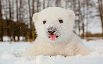 Watch Cute Polar Bear Plays In Snow For First Time Fun Kids The