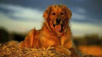 1080p Golden Retriever Wallpaper Beach