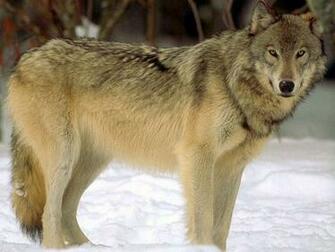 Timber Wolf Wallpaper