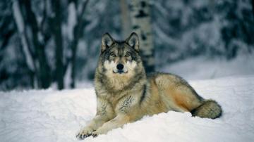 Gray Wolf Wallpaper For Your Desktop