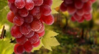 Top Weight Loss Foods Desktop Wallpaper Image