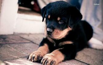 Rottweiler Puppy Wallpaper Animal