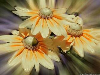 Pin Desktop Wallpaper Gerber Gerbera Daisy Image Background Art On
