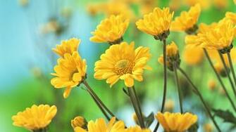 Yellow Flowers Jpg
